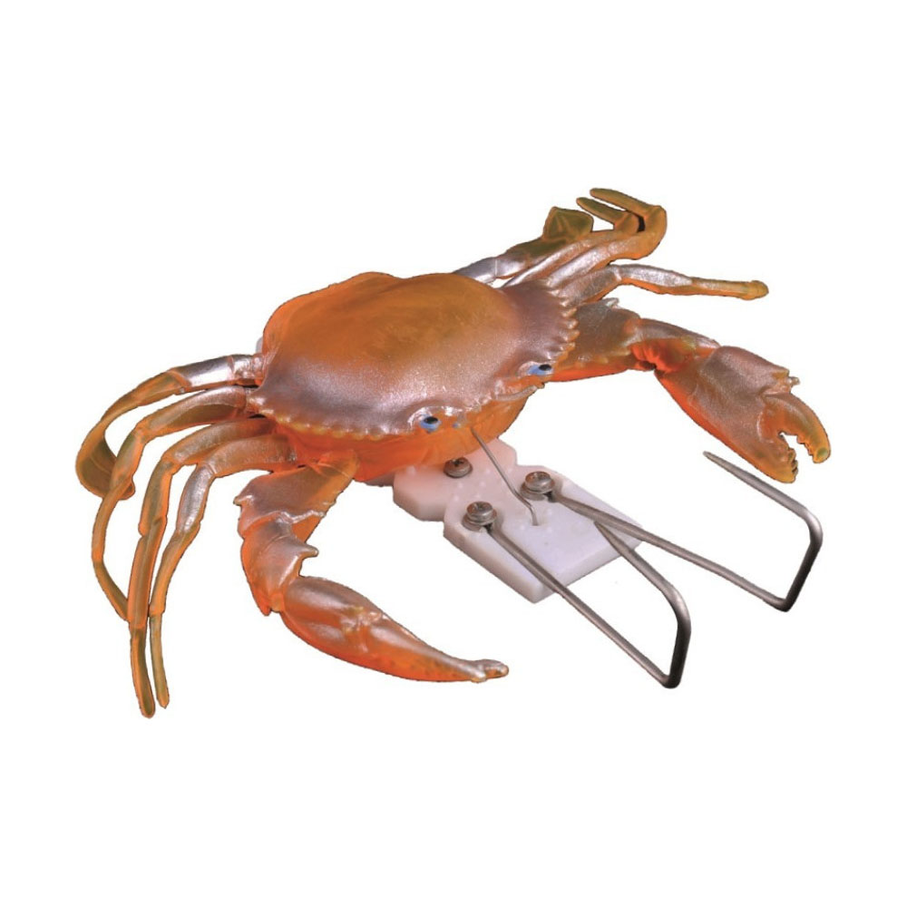 oceanic team Χταποδιέρα